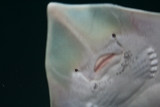 Fuzzy: A sting-ray swimming right over our heads