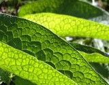 Backlit Leaf