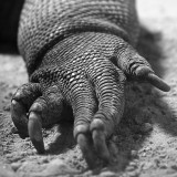 Lizard Skin