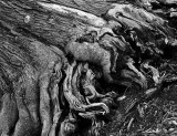 Tree Roots