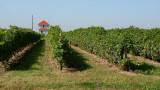 In the Vinyard<br>by Jerry Curtis