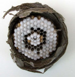 Wasps Nest - Sandra