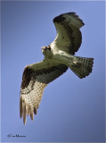  Osprey