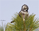  Northern Hawk Owl
