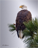 Bald Eagle