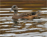  American Wigeon (Female)