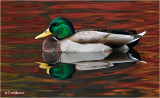 Mallard