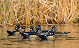  Wood Ducks