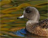  American Wigeon (Female)