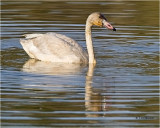  Tundra Swan  (juvenile)