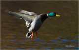 Mallard