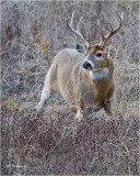  White tailed Deer