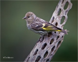 Pine Siskin