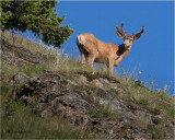  Mule Deer