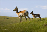  Pronghorn Antelope