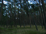 Slanted, windblown pines
