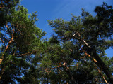 Blue sky over the treetops
