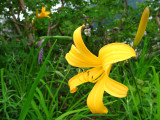 Nikkō-kizuge lily at Kurobe-daira