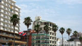 Palm trees along the beachfront