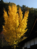 Golden foliage beside the old sekisho