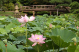 Lilypads and flowers with wooden bridge