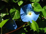 Morning glory and spider web