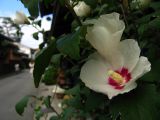 Morning glories along a historic street