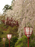 Hanami lanterns with cherry blossom tree