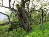 Decrepit old tree atop Furoshiro-yama