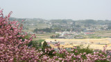 Yaezakura blossoms and Iwate countryside