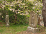 Pair of Buddhist images below a sakura