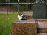 Contented cat beside the K.E. v. Baer statue