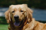 Dog-Goldy