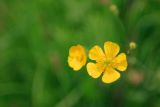 Buttercup