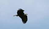IMG_0005-1.jpg...urban eagles