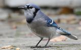 bluejay.jpg