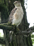 Coopers Hawk