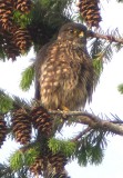 Merlin        06.08.08