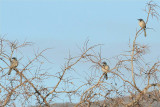 Western Scrub-Jay  312