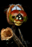 SgB001 Dragonfly.jpg