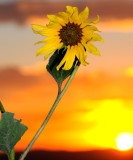 The Color Yellow