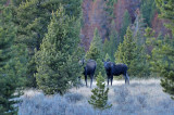 11-13-09-2501bet-RESIZED.jpg