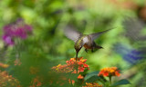 Lantana IMGP5879.jpg