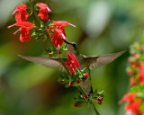 Salvia Coccinea IMGP6109.jpg