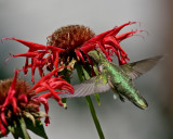 Monarda Jacob Cline IMGP6148.jpg