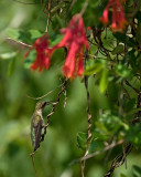 Lonicera Sempervirens IMGP6389.jpg