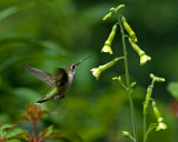 Nicotiana langsdorfii