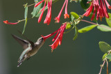 Lonicera Sempervirens Alabama Crimson