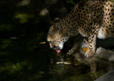 Cheetah IMGP3651.jpg
