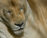 White Lioness IMGP3660.jpg